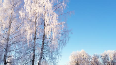 magical white trees on a cold but sunny winter morning, low angle tilt up