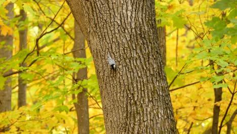 Pequeño-Pájaro-Enérgico-Trepando-Por-El-Tronco-De-Un-árbol-En-Busca-De-Comida,-Otoño-En-Canadá