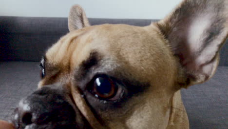 close-up of an adorable french bulldog