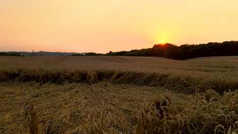puesta de sol dorada en el campo de trigo seco en kielno, polonia - pan de tiro amplio a la izquierda