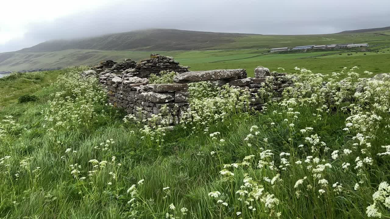 cabañas de pesca abandonadas en rousay, orkney con perejil de vaca en el viento