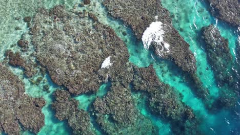 coral reef of utila island in honduras