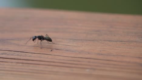 Hormiga-Carpintera-Negra-Buscando-Lugar-Para-Anidar-En-Madera,-Al-Aire-Libre