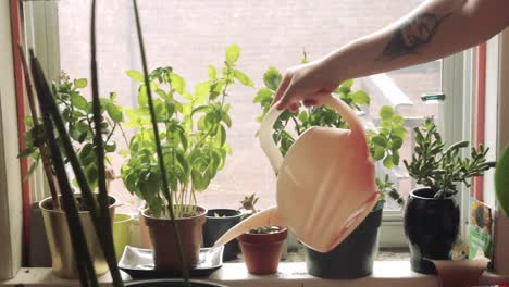 A-person-with-a-tattoo-is-watering-plants-on-the-windowsill-on-a-beautiful-sunny-day