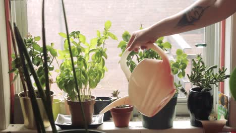 a person with a tattoo is watering plants on the windowsill on a beautiful sunny day