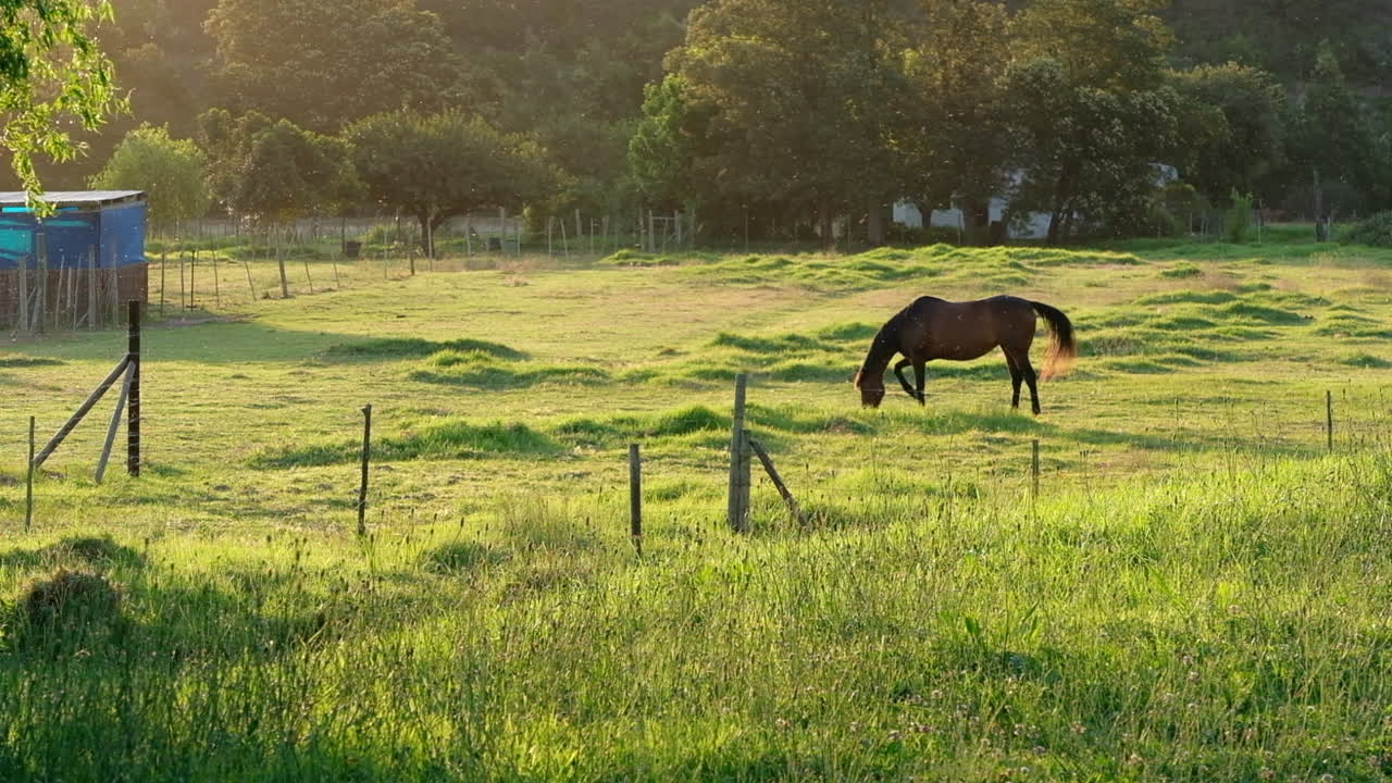 un caballo marrón solitario pasta en un prado bajo la cálida luz del sol de la tarde
