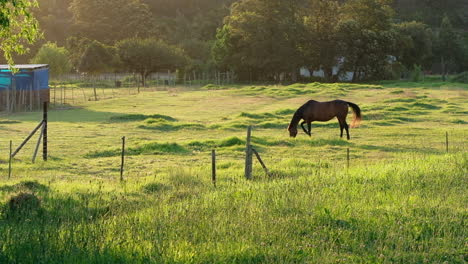 a lone brown horse grazes in a paddock in warm afternoon sunlight