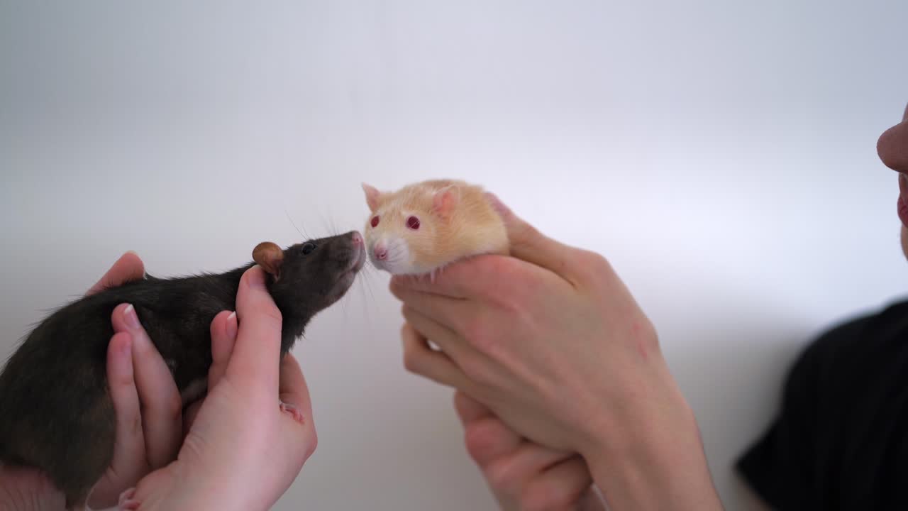 Two domesticated pet rats going nose to nose in owners hands