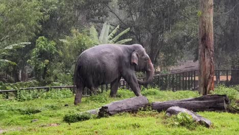 elephant in the rain