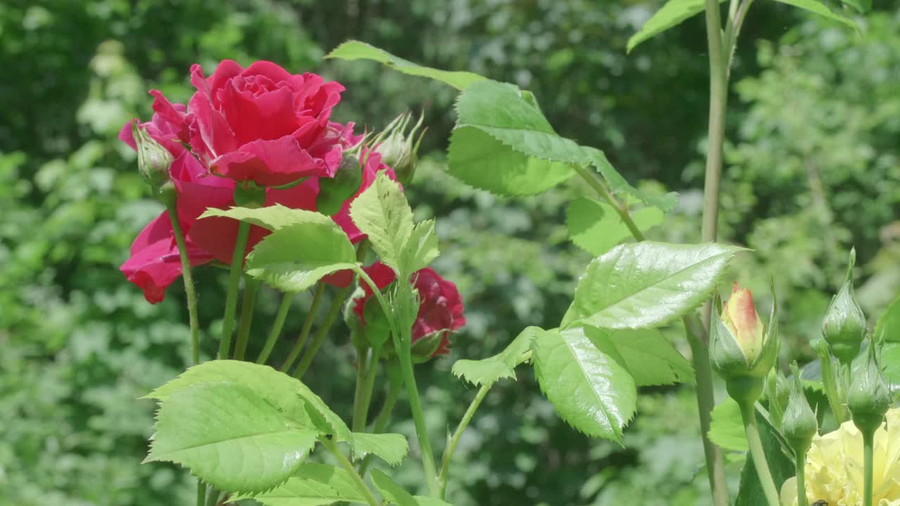 rosas en un jardín moviéndose suavemente con una ligera brisa