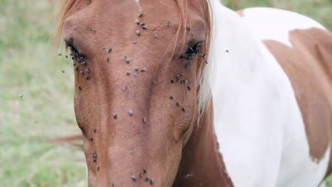 endurance amidst pests: spotted horse endures flies