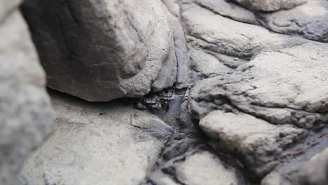 Close-up-of-a-crab-waiting-and-retrieving-under-a-rock-in-a-seashore-coast-in-Australia