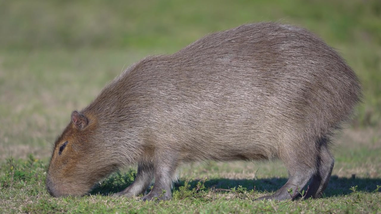 開けた野原で短い草をはむオオカピバラ（Hydrochoerus hydrochaeris）の横顔。野生動物や南米の自然コンテンツに最適