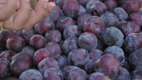 a hand reaches for a plum from a pile of fresh plums