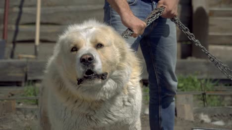 perro de guardia. perro alabai