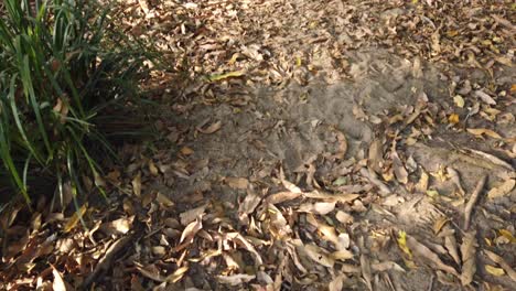 bush-trail-pan-up-slowly-on-shady-walking-trail