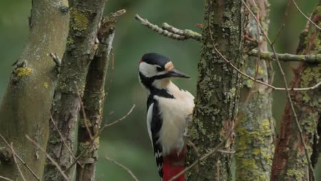 Spotted-woodpecker-peck-wood,-close-up-slow-motion