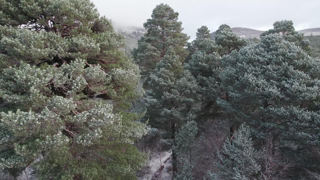 imágenes cinematográficas de drones que se deslizan lentamente en espiral a través del dosel cubierto de nieve de un bosque de pinos silvestres con un espectacular fondo montañoso en invierno, parque nacional de cairngorms, escocia