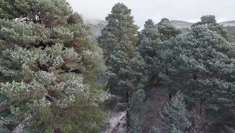 filmische dronebeelden die langzaam door het met sneeuw bedekte bladerdak van een grenen dennenbos cirkelen met een dramatische bergachtergrond in de winter, cairngorms national park, schotland