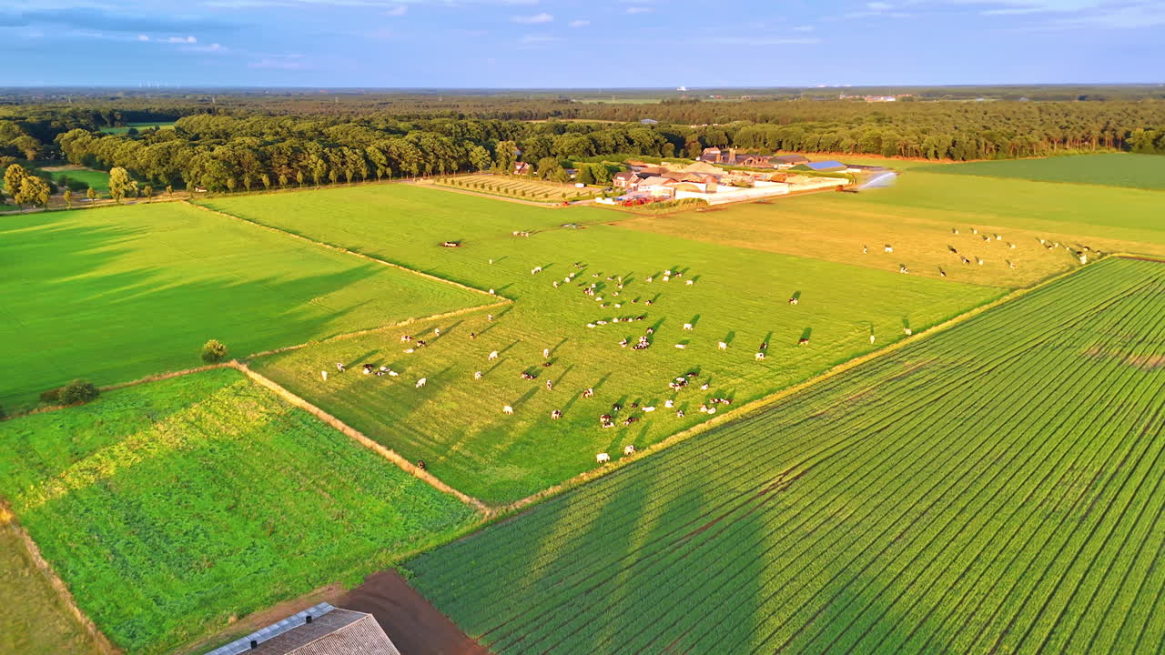 Cows grazing in expansive green pastures. Grazing cows roam freely across lush green fields under a clear blue sky during late afternoon light