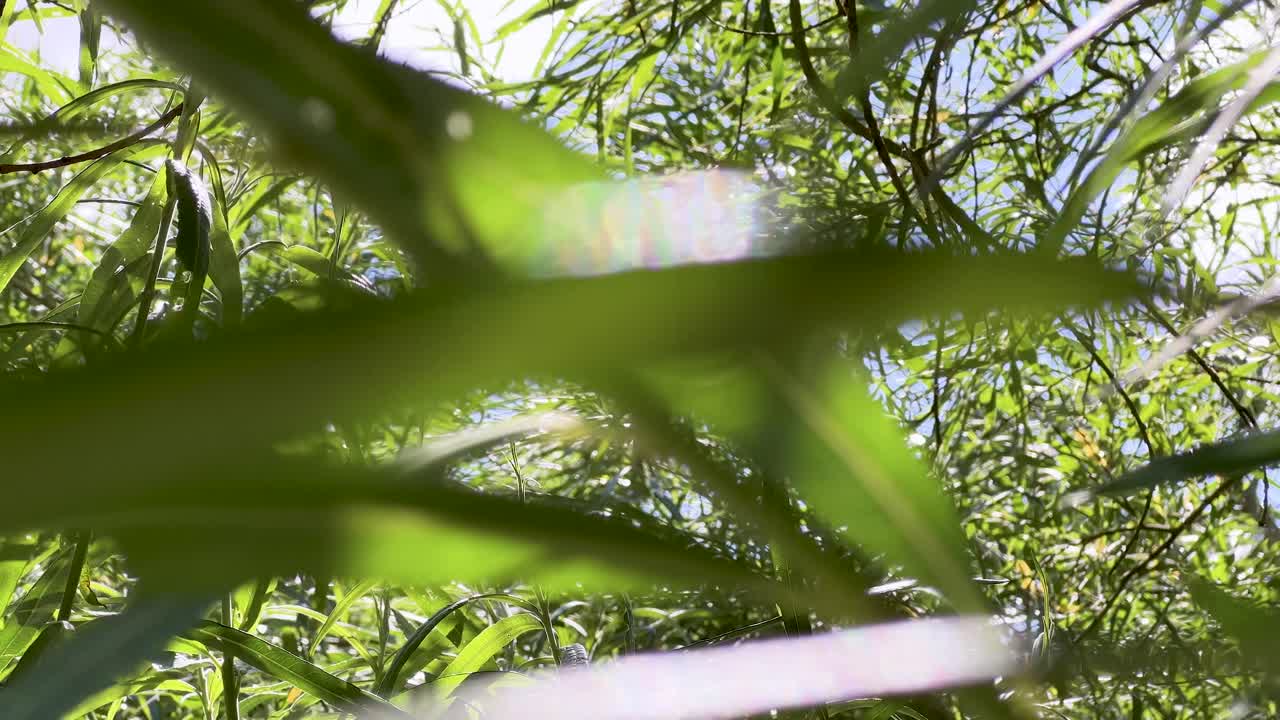 mirando a través de hermosas hojas verdes de un árbol con el domingo