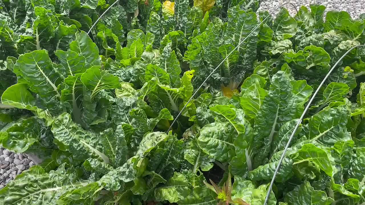 높은 정원 침대에서 자라는 녹색 chard