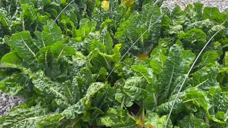 green chard growing in a raised garden bed