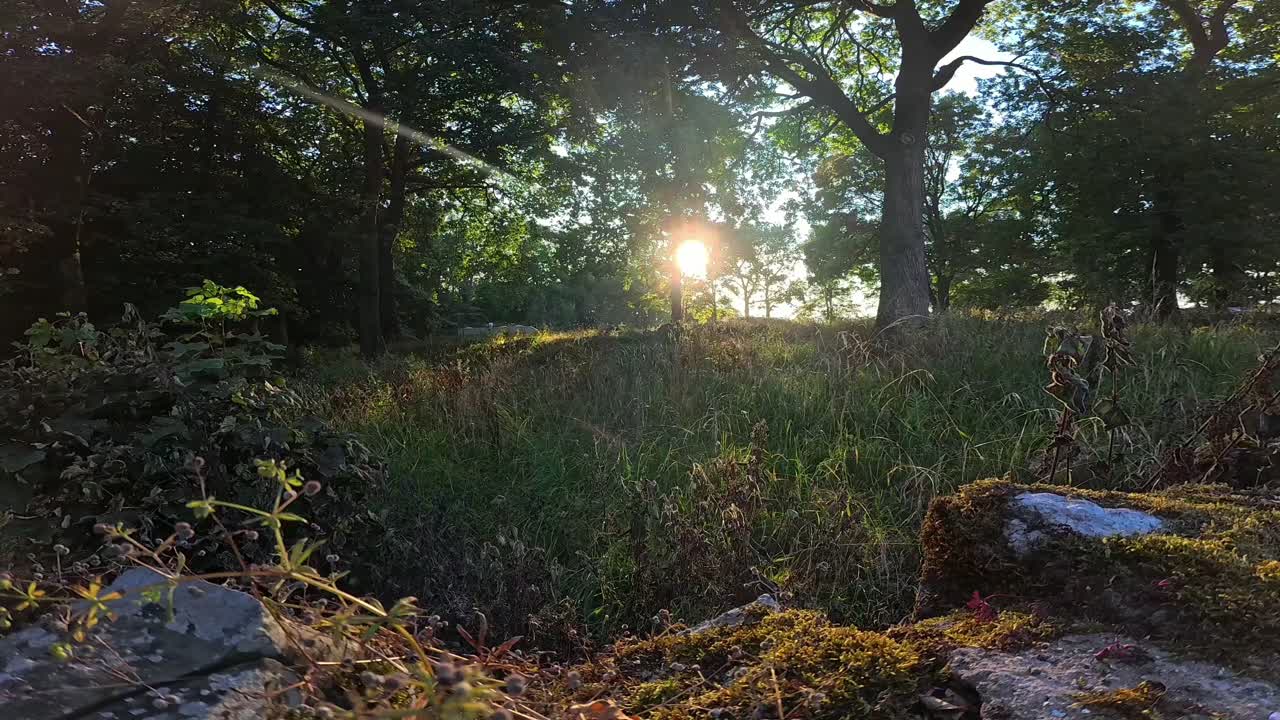 Glowing sunlit lichen covered rock wall overlooking lush overgrown woodland forest wilderness