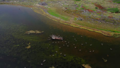 vista aérea de una gran bandada de pájaros nadadores en el lago al atardecer