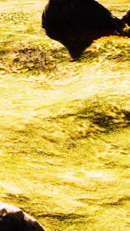 campo de hierba iluminado por el sol