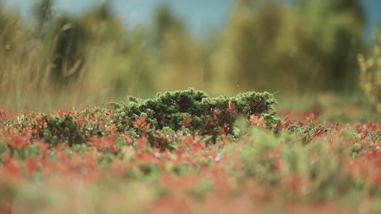 Colorful vegetation covers the ground in the autumn tundra