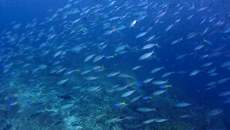 blue - yellow fusilier fish swims together with scuba divers in the background