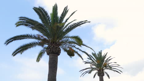 Wind-making-the-foliage-of-two-large-palm-trees-dancing,-Blue-and-cloudy-sky-in-the-back