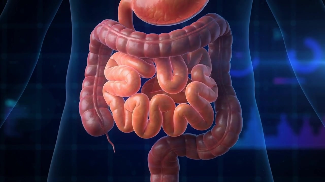 3D medical animation of the human digestive system showing the stomach, small intestine and large intestine inside a body