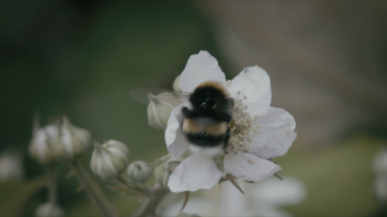 Bumblebee pollinating blackberry flower in detailed close-up view