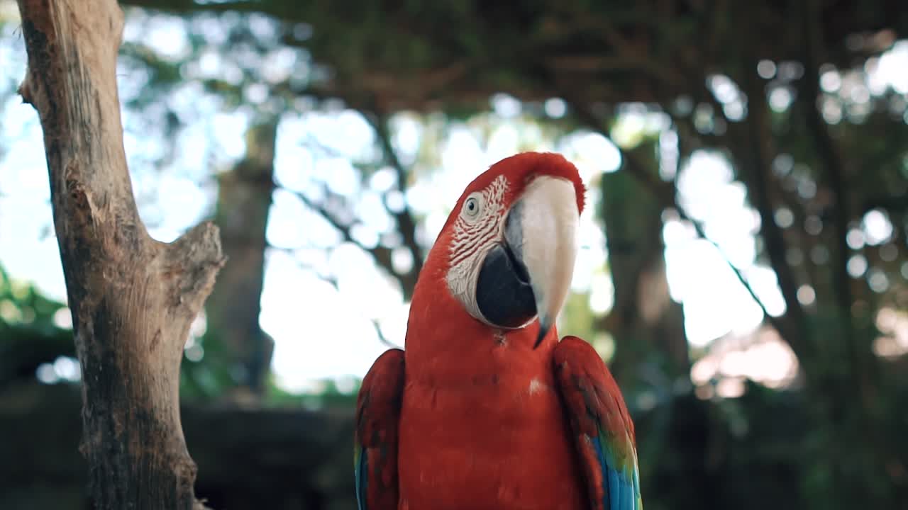 guacamaya roja loro cámara lenta primer plano