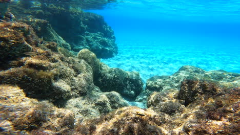 vista submarina de un coral en grecia cerca de la costa, las algas se mueven con la corriente, verano