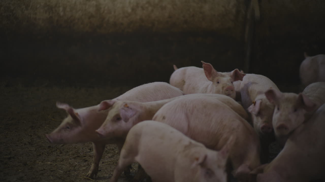 농장 창고에 있는 돼지 새끼