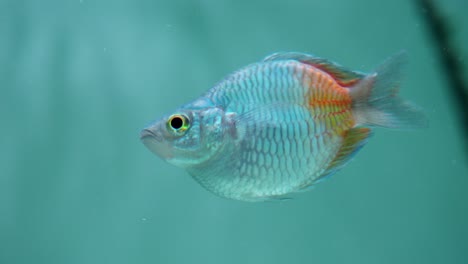 Vibrant-Boeseman's-rainbowfish-swimming-in-clear-blue-water,-detailed-fish-scales-and-fins