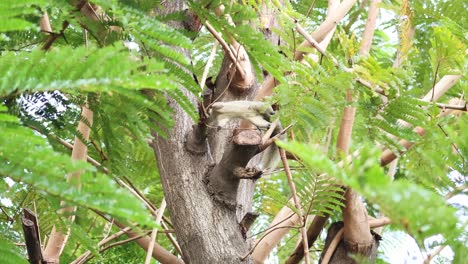 la ardilla sube y explora un árbol