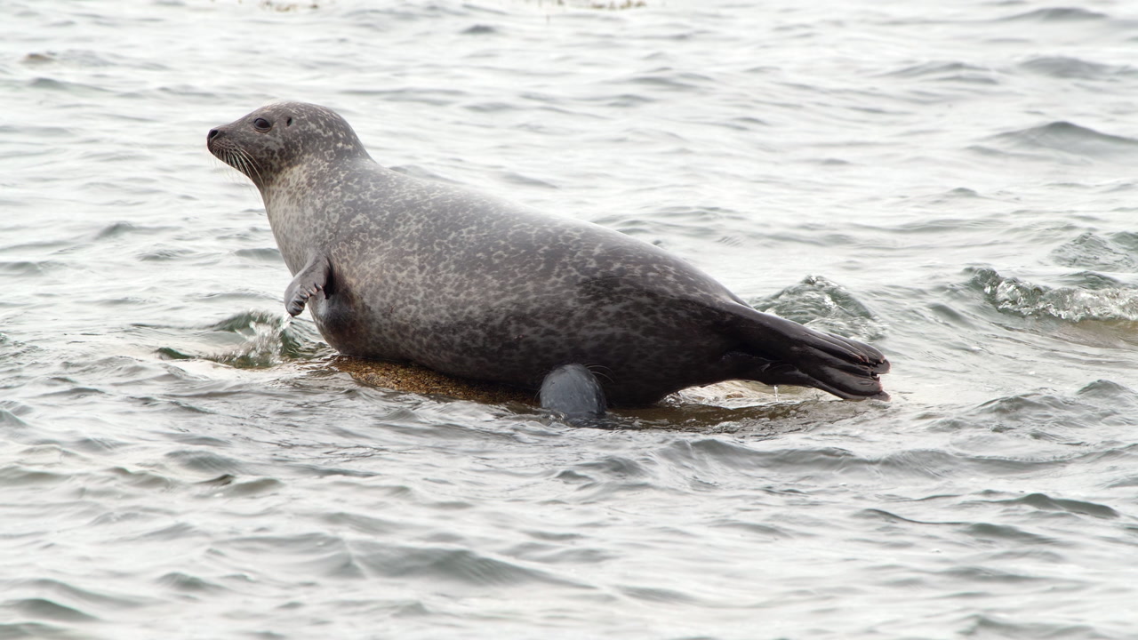 Harbour seal with newborn baby pup on a rock and rolling off into the sea
