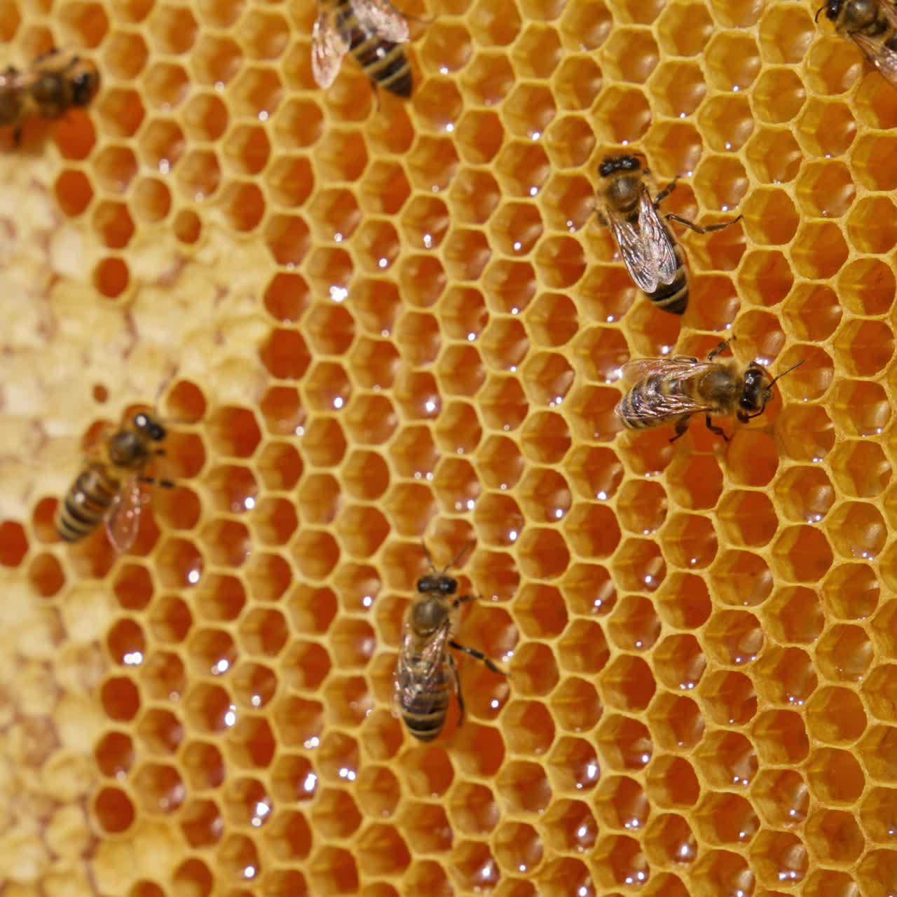 Bees producing honey and filing the wax cells. Hardworking insects walking over the honey combs. Close up