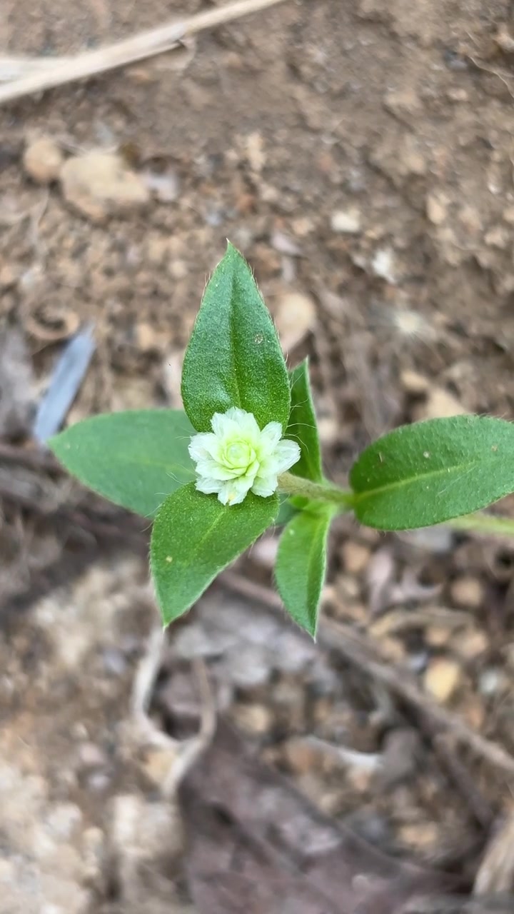 Small White Wildflower Growing in Dry Soil