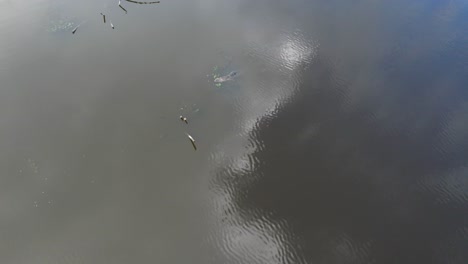 Luftaufnahmen-über-Einem-Kleinen-Alligator-In-Der-Nähe-Des-Marconi-Fishing-Pier-Im-Stadtpark-Von-New-Orleans,-Louisiana