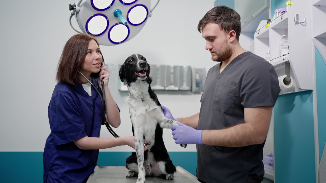 Confident male veterinarian in rubber gloves together with his assistant with a stethoscope examining a dog in a veterinary clinic