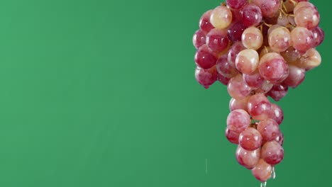 with branches of ripe red grapes dripping water.