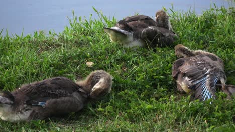 Three-young-geese-sit-in-green-grass-as-they-preen-their-feathers