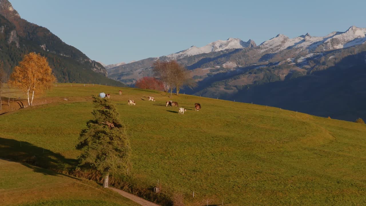 Bydło spacerujące i pasące się na zboczu wzgórza z ośnieżonymi górami w tle. Dolina Fiemme, Trentino, Włochy. Szerokie ujęcie z drona