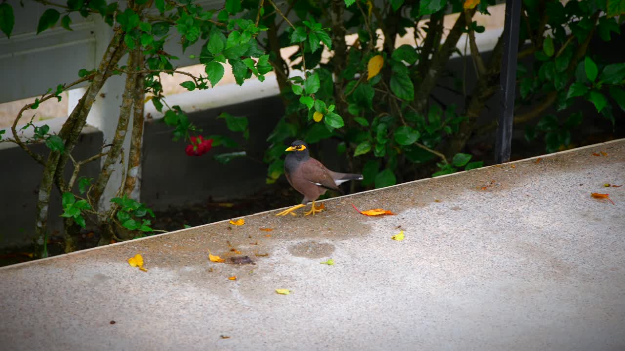 야생 의 다채로운 새 의 클로즈업