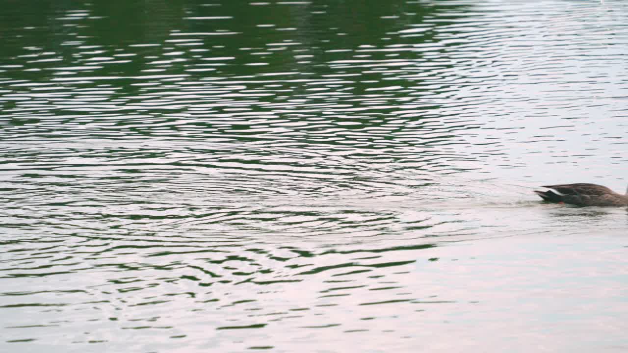 일본 도쿄의 센조쿠이케 공원에 있는 연못의 졸졸 흐르는 물에서 헤엄치는 암컷 동부 반점새 오리 한 쌍